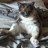 catrescue951